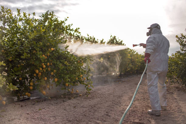Best Insect Control  in Silver Lake, NC