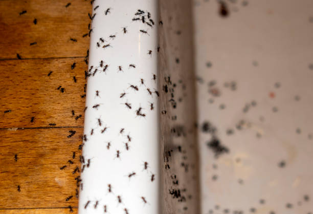 Best Pest Control for Restaurants  in Silver Lake, NC
