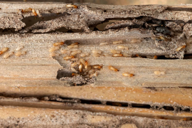 Best Pest Inspection Near Me  in Silver Lake, NC